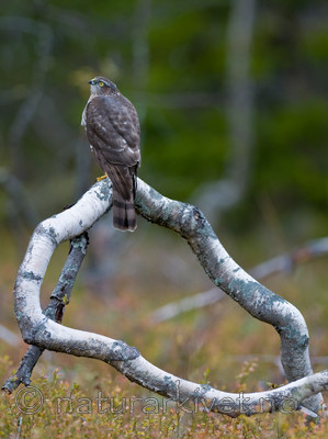 BB 11 0155 / Accipiter nisus / Spurvehauk